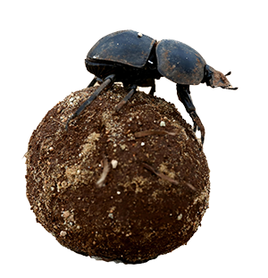Dung Beetle small