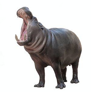 pygmy hippo small
