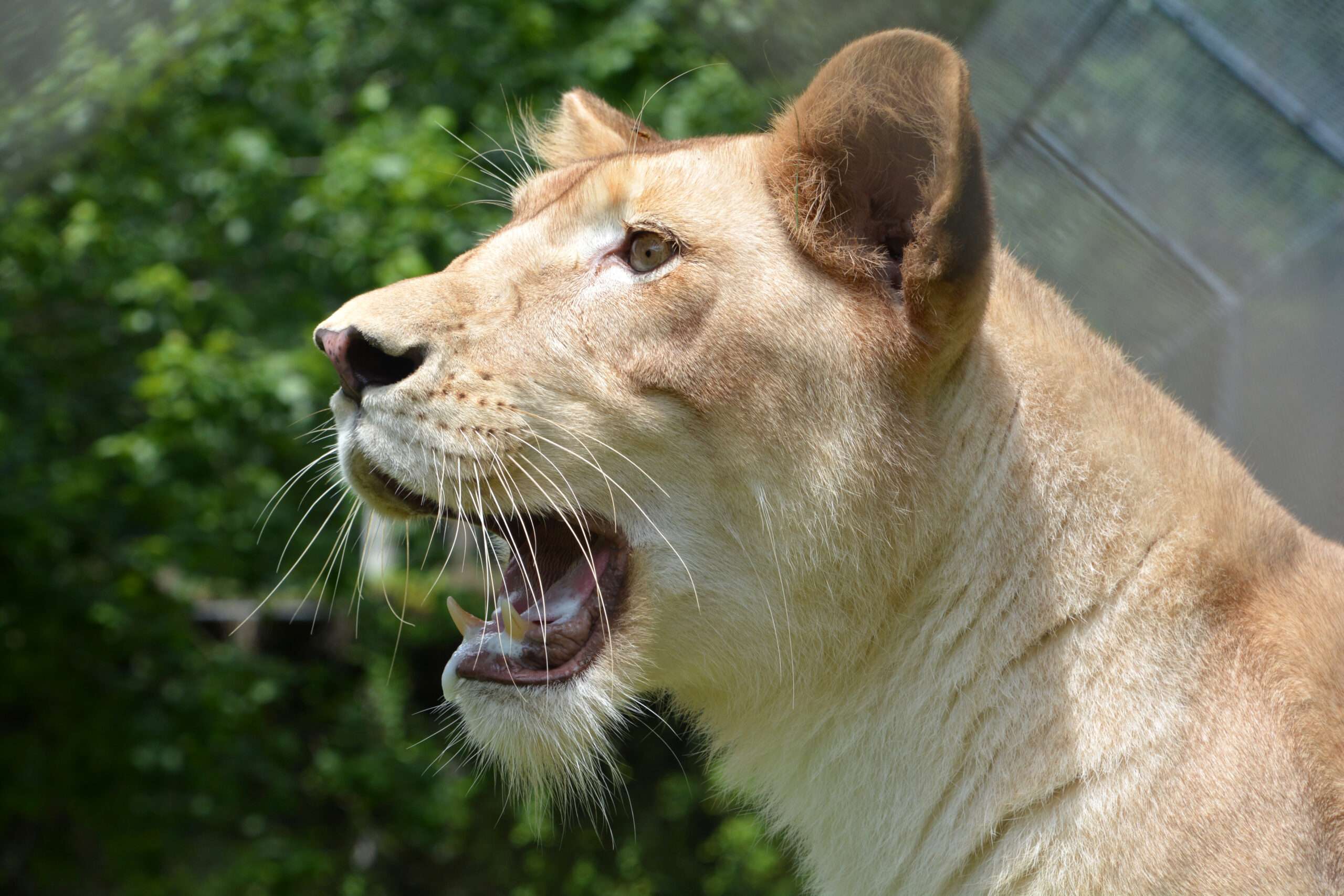 lion 2